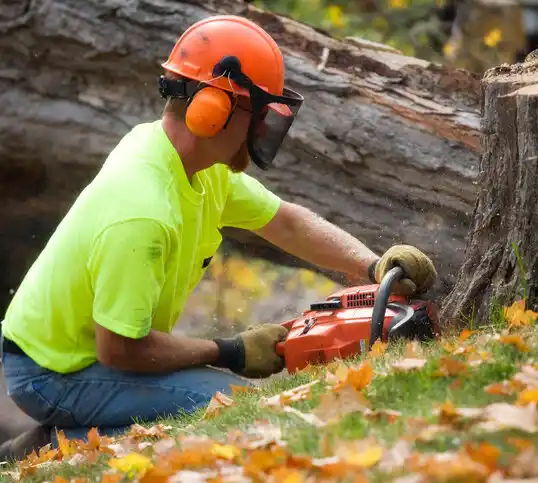 tree services Parkers Prairie